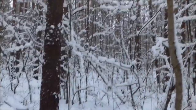 Волшебство зимнего леса. смотреть онлайн