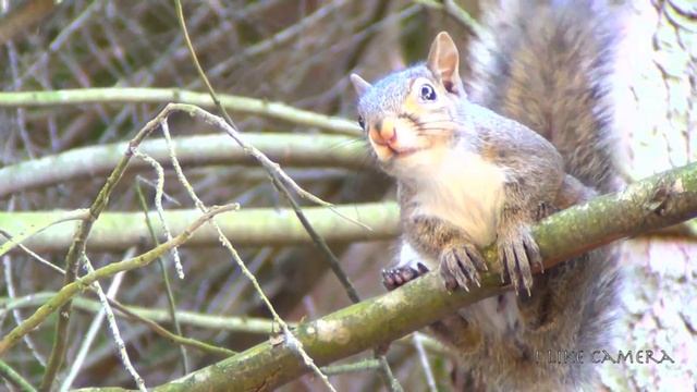 Cute Squirrel Crawling on a Tree - Белка ползает по дереву смотреть онлайн
