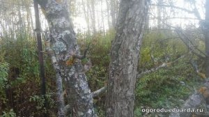 Как и когда обрабатывать деревья и кустарники железным купоросом