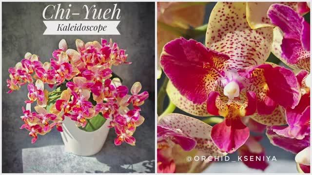 Phal. Chi-Yueh Kaleidoscope бабочка 🌸 Азиатские орхидеи в групповой посадке | Домашнее цветение смотреть онлайн