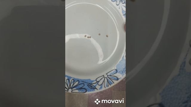 ТОМАТ ЯБУКАР ВЕЛИКА ПЛАНА ПОСАДКА ЕГО НА РАССАДУ. ОГОРОД НА КУБАНИ. shorts # смотреть онлайн