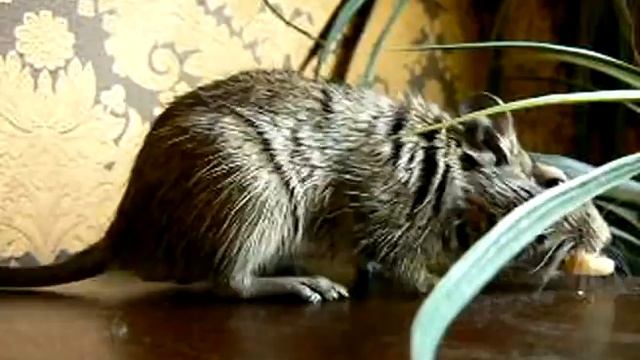 Degus (Дегу) смотреть онлайн