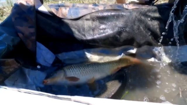 358 КГ САЗАНА ЗА СУТКИ Турнир по ловле сазана в Астрахани Кубок Арсенала 2022 СТАРТ ДЕНЬ ПЕРВЫЙ смотреть онлайн