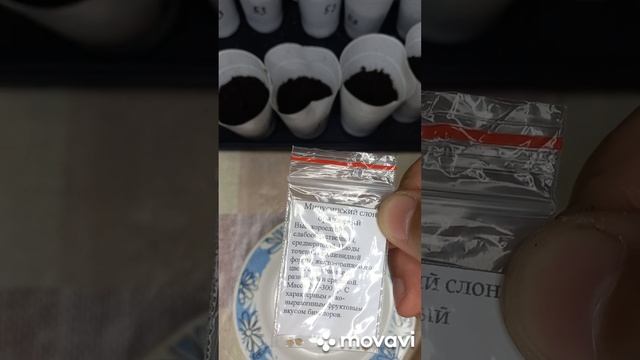 ТОМАТ МИНУСИНСКИЙ СЛОН ОРАНЖЕВЫЙ. ПОСАДКА ЕГО НА РАССАДУ. ОГОРОД НА КУБАНИ. shorts# смотреть онлайн