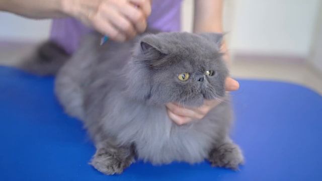 I can't take my eyes off this pretty yellow-eyed cat!😻🛁✂️❤️ смотреть онлайн