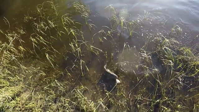 Бешеный клев сазана на Ахтубе Рыбалка на жмых 2020 смотреть онлайн