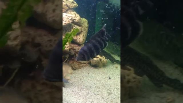 Тиляпия бутикофери Tilapia Buttuetikoferi