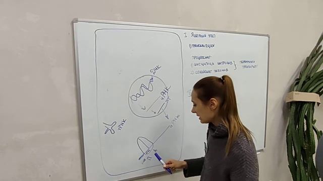 Биосинтез белка  Очень кратко