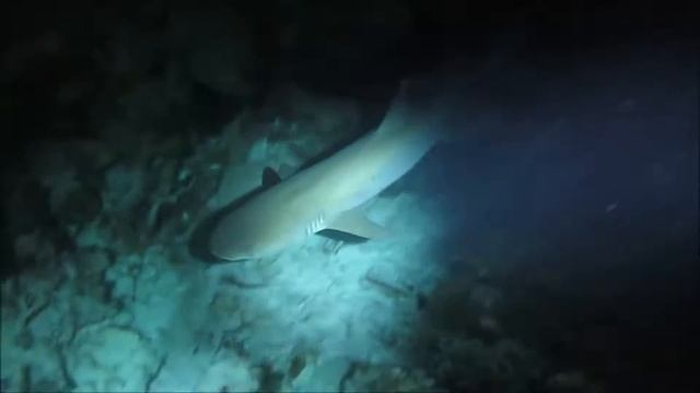 life of ocean смотреть онлайн