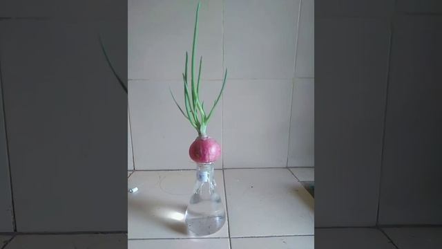 Onion : meristematic tissue смотреть онлайн