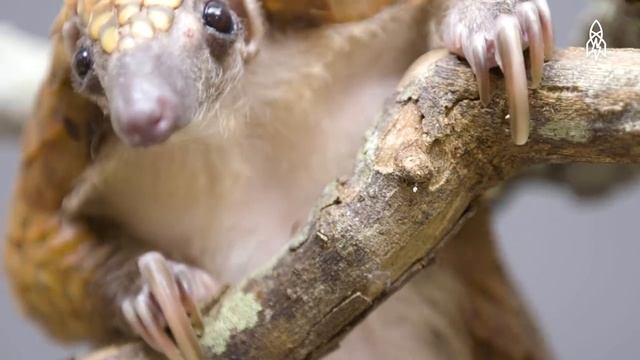Tree pangolin смотреть онлайн