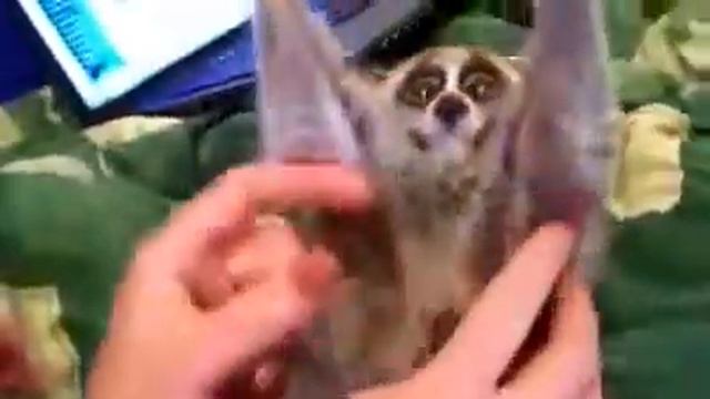 интересные животные Почеши еще funny animal смотреть онлайн