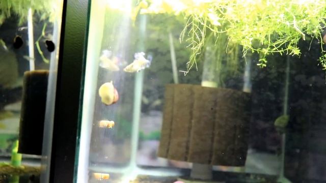 Full Fish Room Tour 2018 - Tons of Fish! 60 AQUARIUMS - Part 3 смотреть онлайн