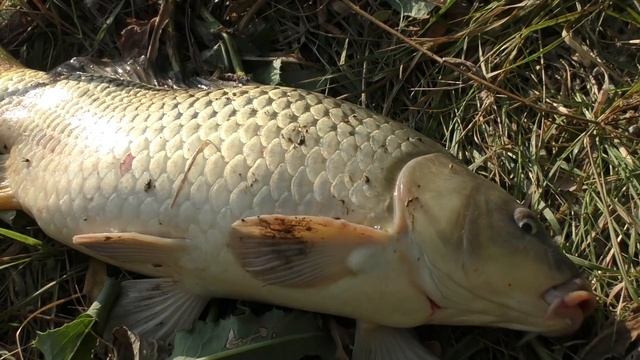 Рыбачка одной закидушкой обловила меня Ловля сазана на жмых Рыбалка в Астрахани Холодное копчение смотреть онлайн