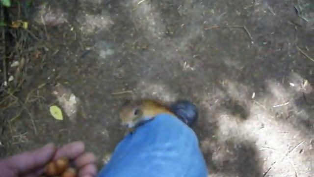 Белка альпинист 7 смотреть онлайн