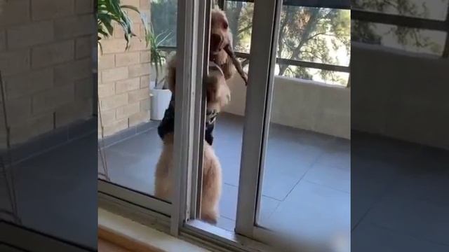 Можно домой?