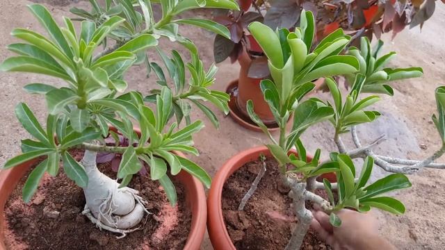 Add this fertilizer to Adenium for guaranteed flowers смотреть онлайн