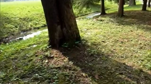 Белки в Екатерининком парке смотреть онлайн