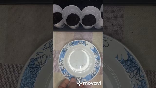 ТОМАТ КОНФЕТИ ВЕРДЖИНИИ. ПОСАДКА ТОМАТА НА РАССАДУ. ОГОРОД НА КУБАНИ. shorts# смотреть онлайн