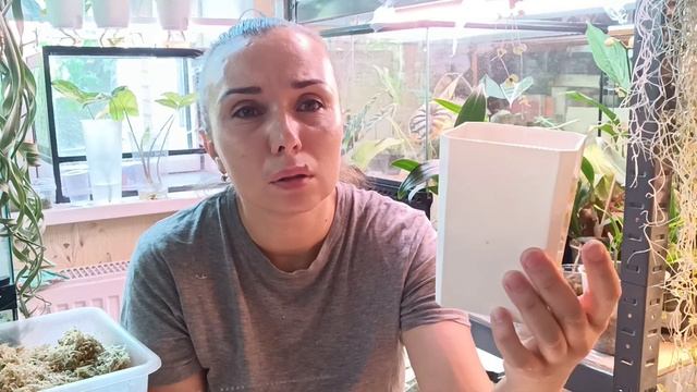 Непентес. Пересадка, перехожу на другой грунт . смотреть онлайн