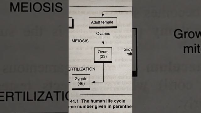 The human life cycle #neet #biology #gk #G.R.B. Objective Zoology #Learn bio & education смотреть онлайн