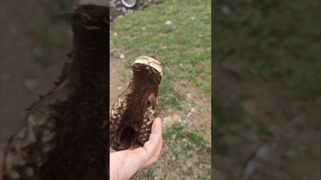 Волки съели кобылу и жеребёнка в Дагестане! Нашли волчье логово и наказали.