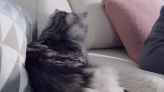 Die Purina ONE® Katzengeschichten: Millie – die junge Katze смотреть онлайн
