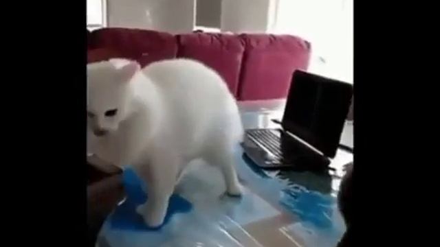 Кётен смотреть онлайн