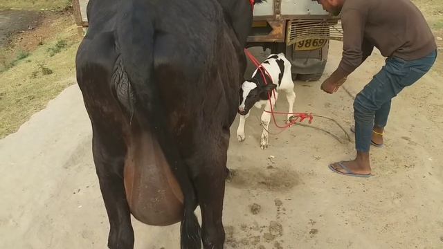 #Balloon#cow sale Ph 07009492709👍👍 12-5-2019 смотреть онлайн