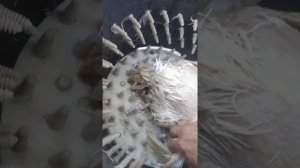 Запаривание и ощипывание бройлеров