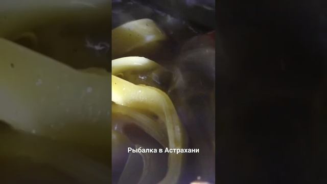 Крупный сазан #рыбалкаастрахань #рыбалкавастраханскойобласти #ямашкин #астраханскийсазан смотреть онлайн