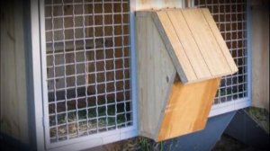 Содержание кроликов