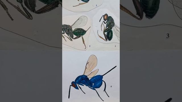 Parasitic Chalcid Wasps of Torymidae Family. Parasitoids of Monodontomerus genus. Kyiv, Ukraine. смотреть онлайн