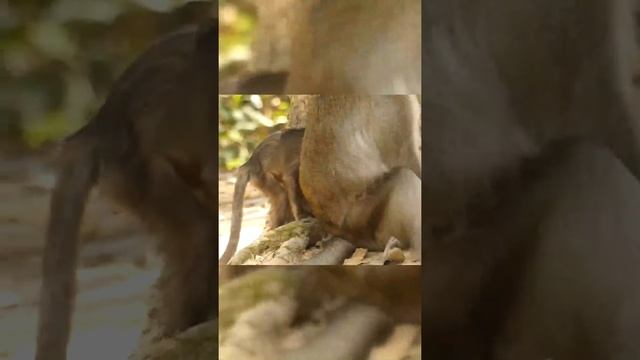 Lovely Newborn Baby Monkey - Cambodia Animals Lover #short смотреть онлайн