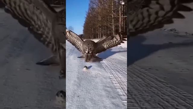 Сова и мышь смотреть онлайн