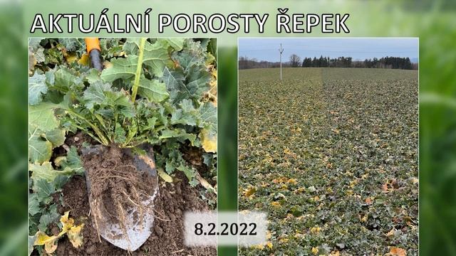 Co nás čeká na jaře 2022? 🌱 Priority a rizika v obilí a řepce. Aktuální přednáška z 8. 2. 2022 смотреть онлайн
