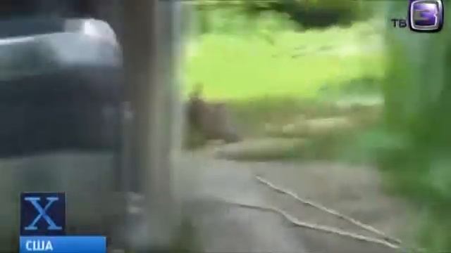 Кролик мутант снят на видео в США Rabbit mutant filmed in the USA смотреть онлайн