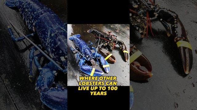 The Blue Lobster (Found One in Two Million) смотреть онлайн