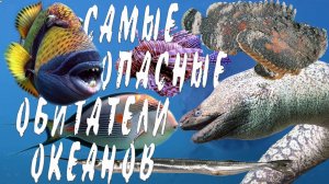 Самые опасные обитатели океанов