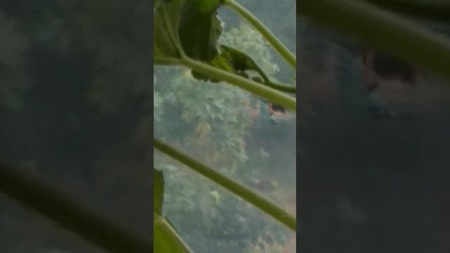Кабачки на балконе заложили цветоносы смотреть онлайн