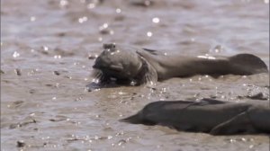 Илистый прыгун.