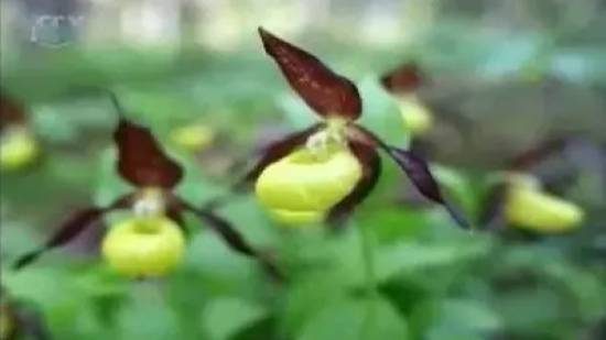 Растения Красной книги России: подснежник складчатый, кандык сибирский и кавказский смотреть онлайн