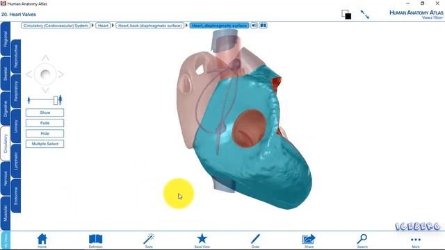 Human Anatomy Atlas | Phần mềm xem giải phẫu 3D (Bản rút gọn FREE) смотреть онлайн