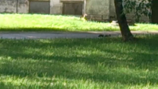 Белка пьёт воду из лужи смотреть онлайн