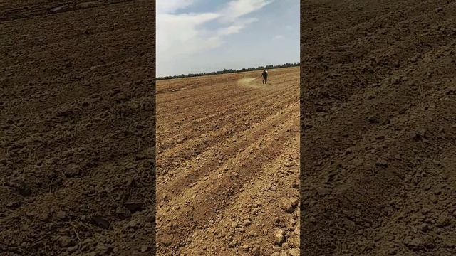 Sabzi Yetishtirish Jarayonida Agrotexnik Tadbir. 