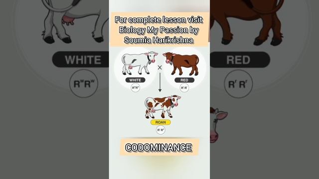 CODOMINANCE #shortsfeed #genetics смотреть онлайн