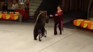 Медведи в цирке