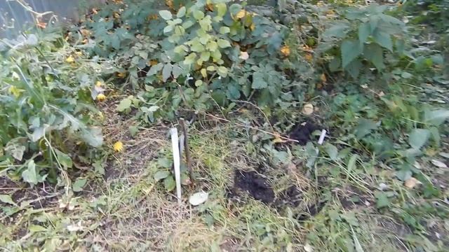 Осень: сеем, сажаем, пересаживаем смотреть онлайн