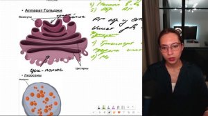 ЭПС, аппарат Гольджи, лизосомы, пероксисомы, вакуоли. Готовимся к ЕГЭ по биологии.