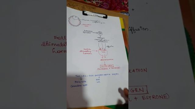 Endocrinology in female reproductive system part1 смотреть онлайн